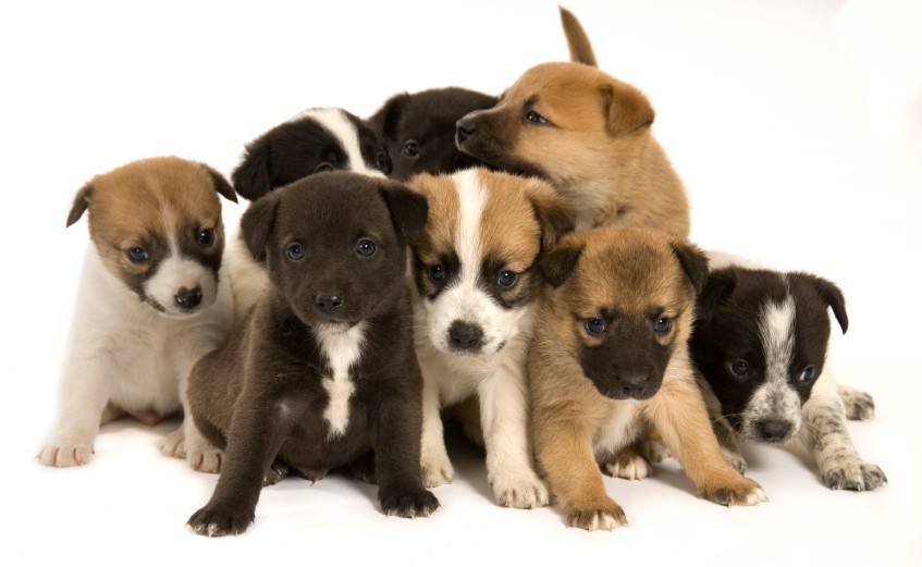 puppies2.jpg